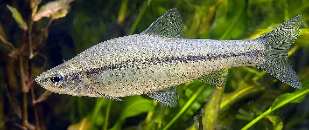 Czebaczek amurski: inwazyjna ryba z Azji, która zagraża polskim ekosystemom