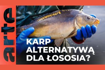 Czy karp stanie się nowym królem stołu? Alternatywa dla łososia