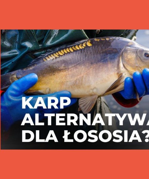 Czy karp stanie się nowym królem stołu? Alternatywa dla łososia