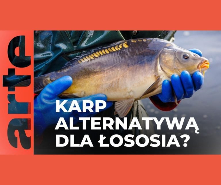 Czy karp stanie się nowym królem stołu? Alternatywa dla łososia