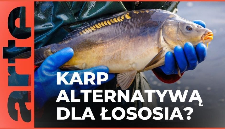 Czy karp stanie się nowym królem stołu? Alternatywa dla łososia