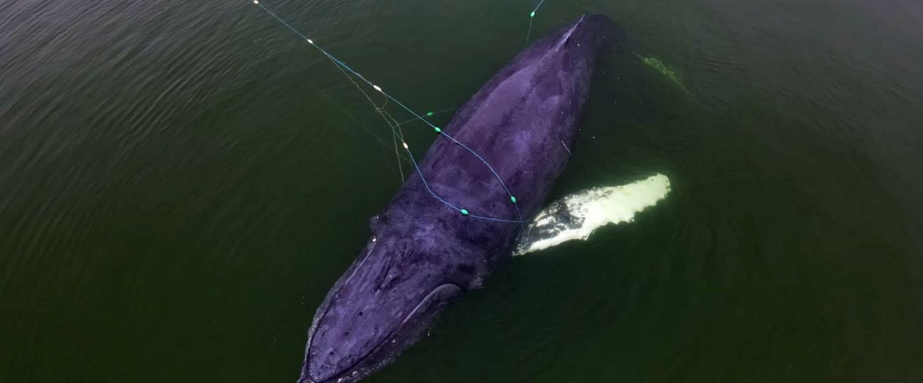 Humbak zaplątany w sieci na Bałtyku został uwolniony
