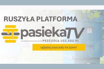 PASIEKA TV – zobacz życie pszczół na żywo! Uniwersytet Szczeciński uruchomił nowoczesną platformę online