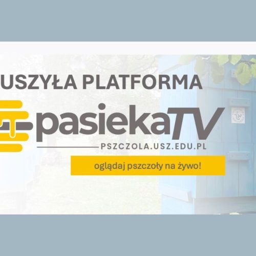 PASIEKA TV – zobacz życie pszczół na żywo! Uniwersytet Szczeciński uruchomił nowoczesną platformę online