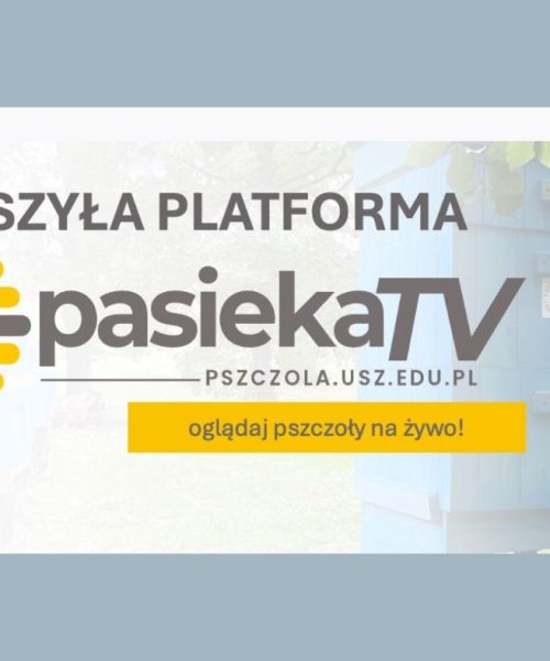 PASIEKA TV – zobacz życie pszczół na żywo! Uniwersytet Szczeciński uruchomił nowoczesną platformę online