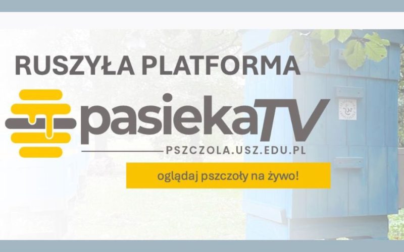 PASIEKA TV – zobacz życie pszczół na żywo! Uniwersytet Szczeciński uruchomił nowoczesną platformę online