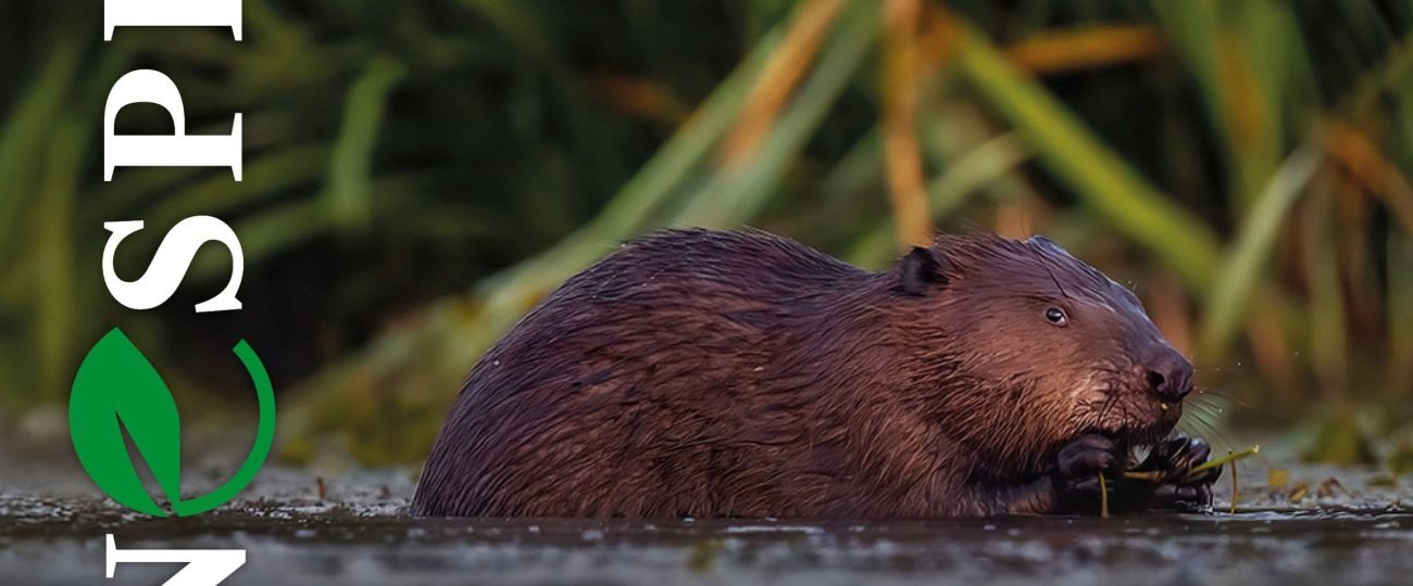Nowe wydanie czasopisma „Wodne Sprawy” już dostępne!