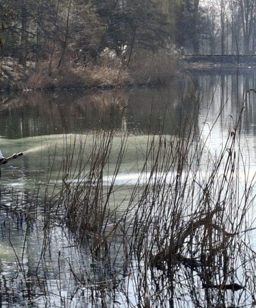 Oczyszczanie Jeziora Pawłowickiego za pomocą glinki bentonitowej – jak to działa?