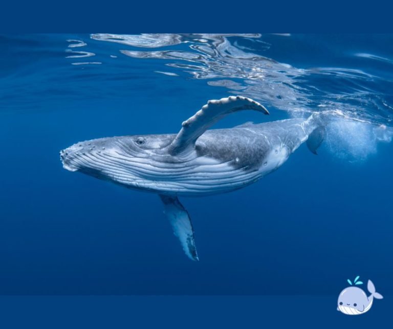 Wielorybi mocz napędza życie w oceanach. Naukowcy odkrywają jego kluczową rolę w ekosystemach morskich